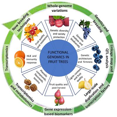 Editorial: Functional Genomics in Fruit Trees: From ‘Omics to Sustainable Biotechnologies